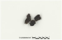 藏品(缺刻錢袋蘚小亞種)的圖片